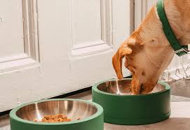 Pet Dishes